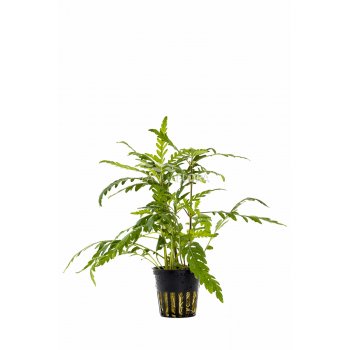 AQUAFLORA - HYGROPHILA PINNATIFIDA
